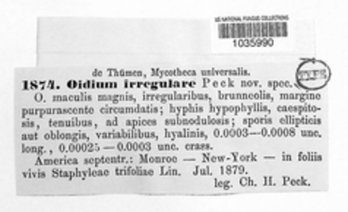Phacellium irregulare image